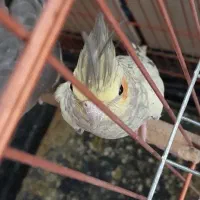 عروس هلندی نر