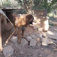 سگ افغان خراسان آماده حفتگیری