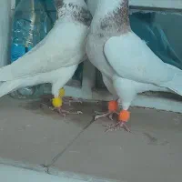 کبوتر طوقی هفرنگ