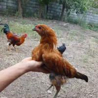 دو عدد جوجه خروس گلین محلی
