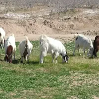 گوسفند(بز زاییده)
