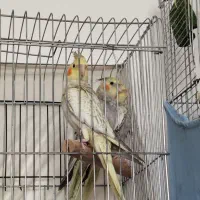 سه عدد عروس هلندی