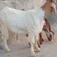 کهره نر فروشی