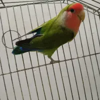 طوطی برزیلی نر|پرنده|کرمانشاه, |دیوار