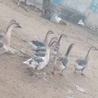 قاز|حیوانات مزرعه|ارومیه, |دیوار