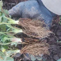 توت فرنگی نهال کاماروس‌دانه ای|حراج|خان ببین, |دیوار