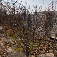 زمین۱۲۰۰ متری خین عرب(طرحچی)|فروش زمین و ملک کلنگی|مشهد, خین عرب|دیوار
