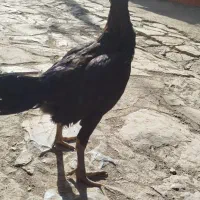 خروس لاری|حیوانات مزرعه|خاو و میرآباد, |دیوار