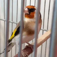 یک جفت  سهره همه چی تموم جفتی|پرنده|اردبیل, |دیوار