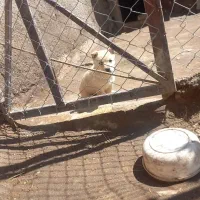 واگذاری توله پاکوتاه سرابی