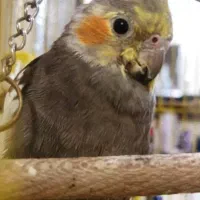 گمشده عروس هلندی