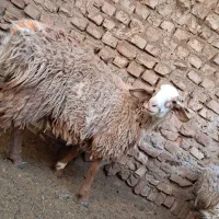 میش زاییده و بره نر|حیوانات مزرعه|بیرجند, |دیوار