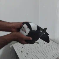 کلاغ سه رگ کلکسیونی|پرنده|مشهد, ویلاشهر|دیوار