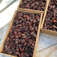 خرما ربی اعلا