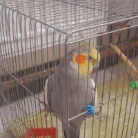 عروس هلندی نر بالغ سخنگو