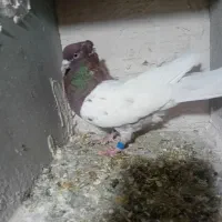 کبوترکله ای طوقی