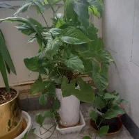 گل وگیاه