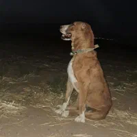 سگ گله و نگهبان