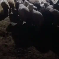 فروش ۷۰ راس بره پلواری