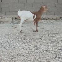 قیمت جفت با هم میش برشن درجه یک زاییده و ابستن|حیوانات مزرعه|بندرلنگه, |دیوار