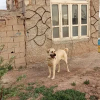 واگذاری ماده عراقی|سگ|شبستر, |دیوار