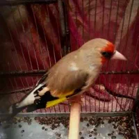 سهره دو رگه ۲ ساله کتون خور و خرقه۰۰۰|پرنده|اصفهان, شاهد|دیوار