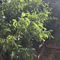خانه-کلنگی-با-365متر-زمین-و-باغچه