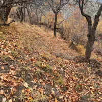 ۱۰۰۰متری روستای کلوان