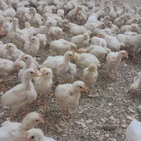 جوجه خروس ۲ ماهه|حیوانات مزرعه|اردکان, |دیوار