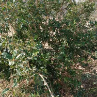 صد عدد نهال انار قصردشتی