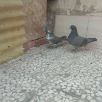 کفتر ساعت سنگین معاوضه دارم