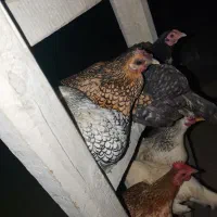 سبرایت سیبرایت مرغ خروس