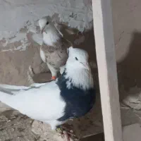 کبوتر طوقی سرور