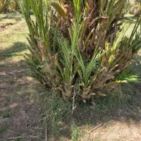 جنگ پاجوش|گل و گیاه طبیعی|ریگان, |دیوار