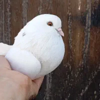 یه جفت ماده تهرانی|پرنده|نجف‌آباد, یزدانشهر|دیوار