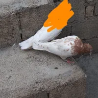 کبوتر|پرنده|الشتر, |دیوار