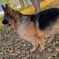 ژرمن اصیل نر و ماده|سگ|قیروکارزین, |دیوار