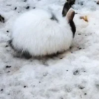 خرگوش|موش و خرگوش|نیشابور, بلوار گلها|دیوار