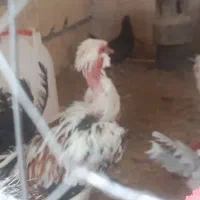 مرغ خروس جوجه گلین|حیوانات مزرعه|شهرکرد, |دیوار