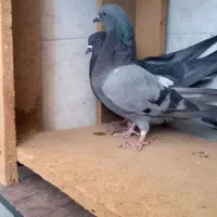 کبوتر|پرنده|برخوار, |دیوار