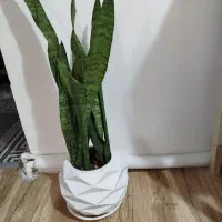 گل سانسوریا