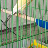 قناری سوپر مست