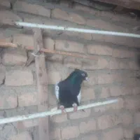 نره سینه سیاه