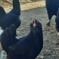 تخم مرغ گلین ومرندی|حیوانات مزرعه|مسجد سلیمان, |دیوار