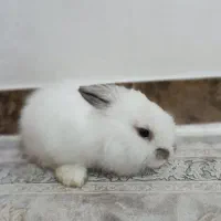 خرگوش مینی لوپ