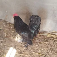 فروش خروس اصل مرندی