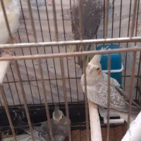 عروس هلندی|پرنده|یزد, |دیوار