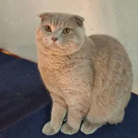 گربه اسکاتیش لیلاک