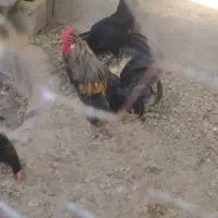 بوقلمون ماده و خروس سرحال