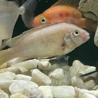 ماهی کوشتخوار سور‌م فلاور|ماهی|مشهد, رسالت|دیوار